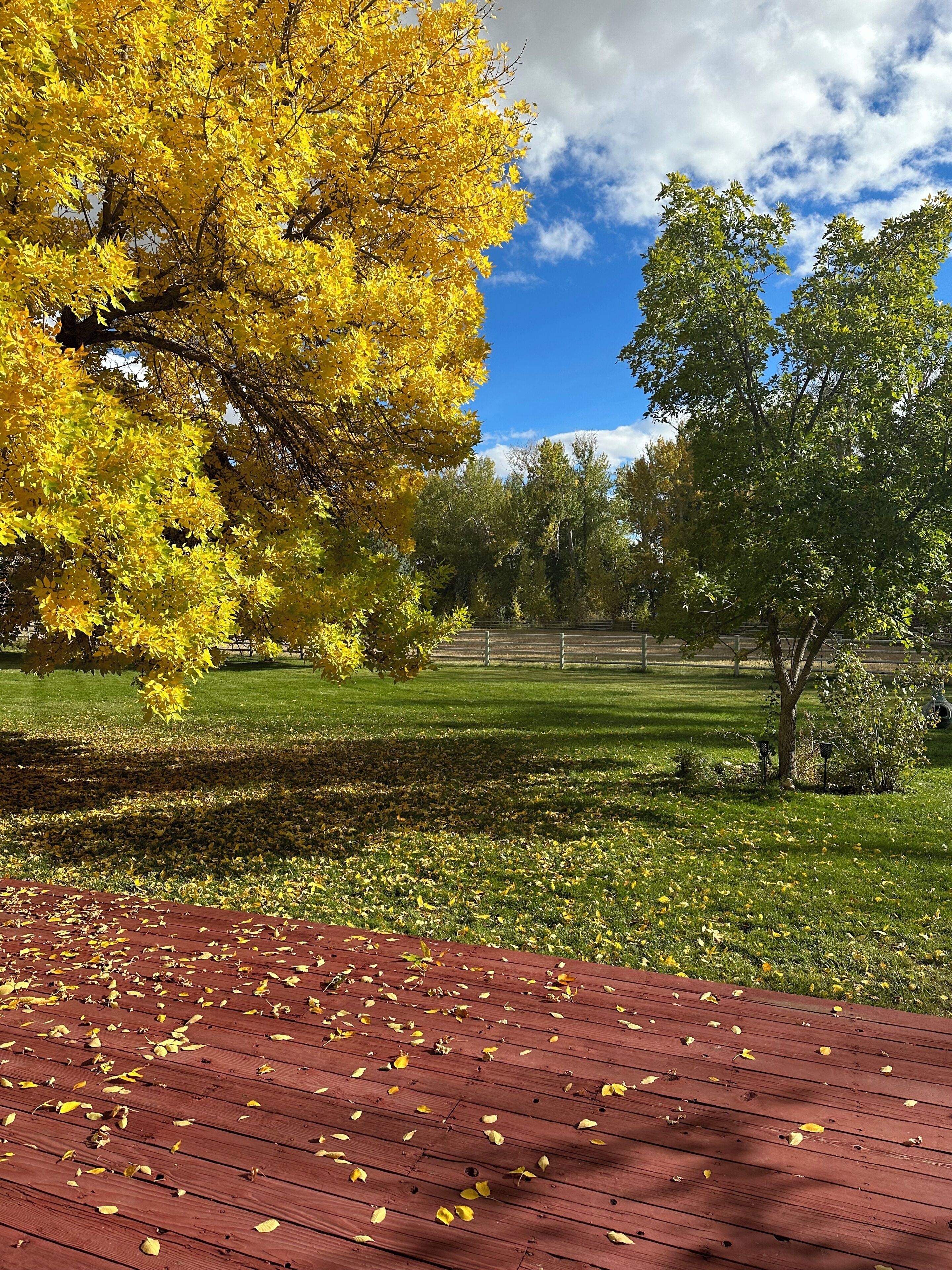 Un parc avec une terrasse en bois, des arbres aux feuilles jaunes et vertes, et un ciel dégagé.