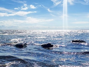 House | Water view - 5 Star Holiday Home in Idestrup (Idestrup)