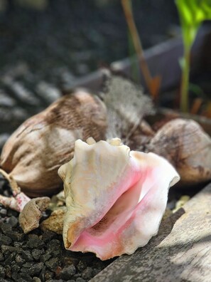 Eine Nahaufnahme einer Muschel mit pink-weißem Muster, umgeben von weiteren Muscheln und Steinen.