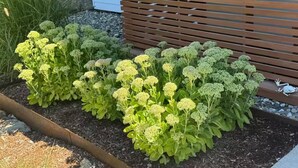 A garden bed with plants, a wooden fence, and a stone wall.
