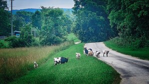 Une route de campagne bordée d’un troupeau de chèvres.