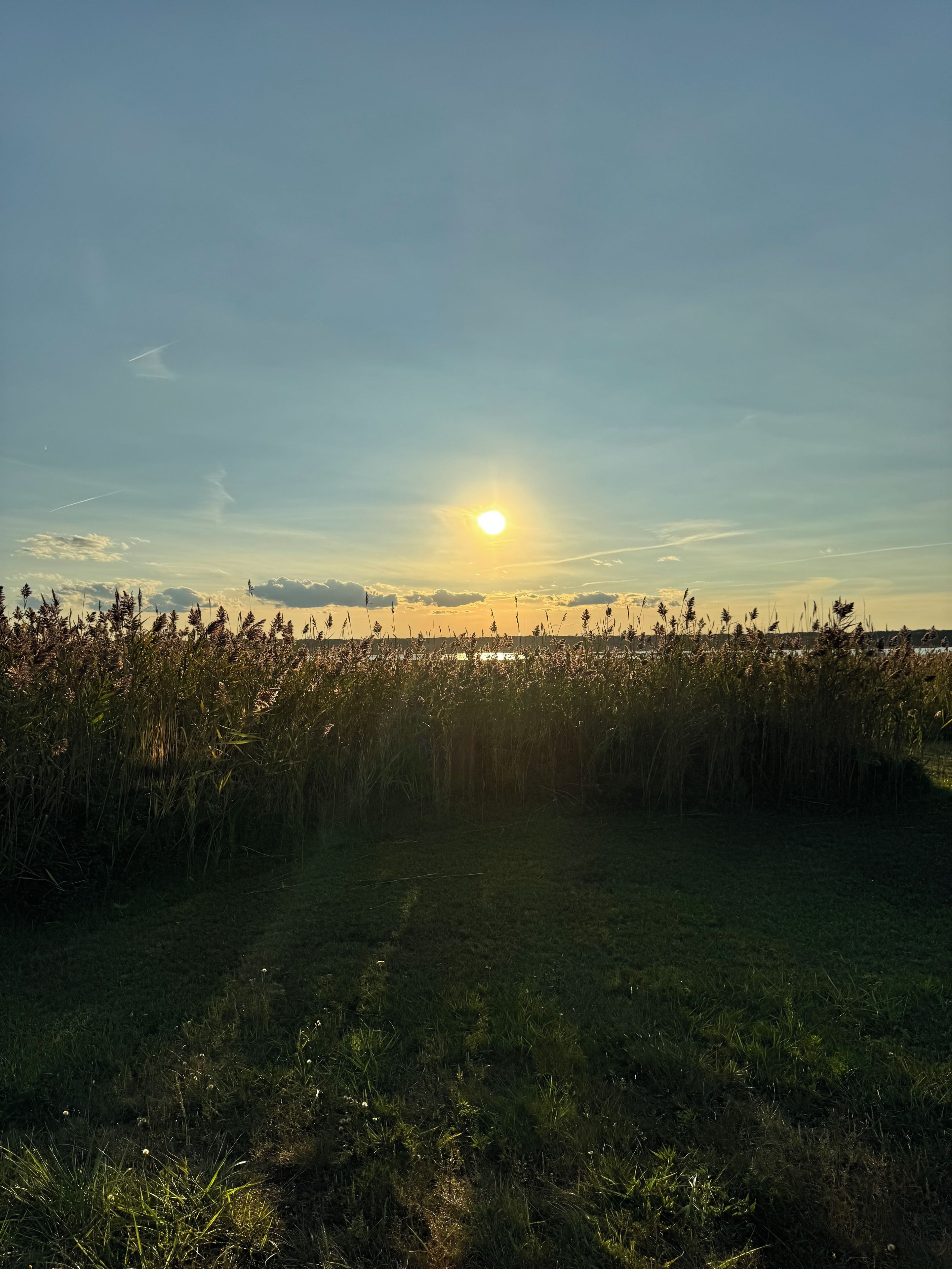 A field with tall grasses and a clear sky.