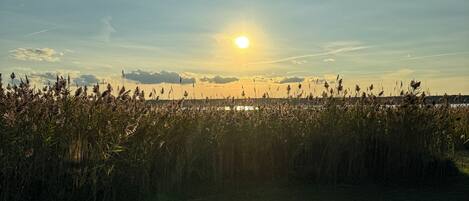 A field with tall grasses and a clear sky.