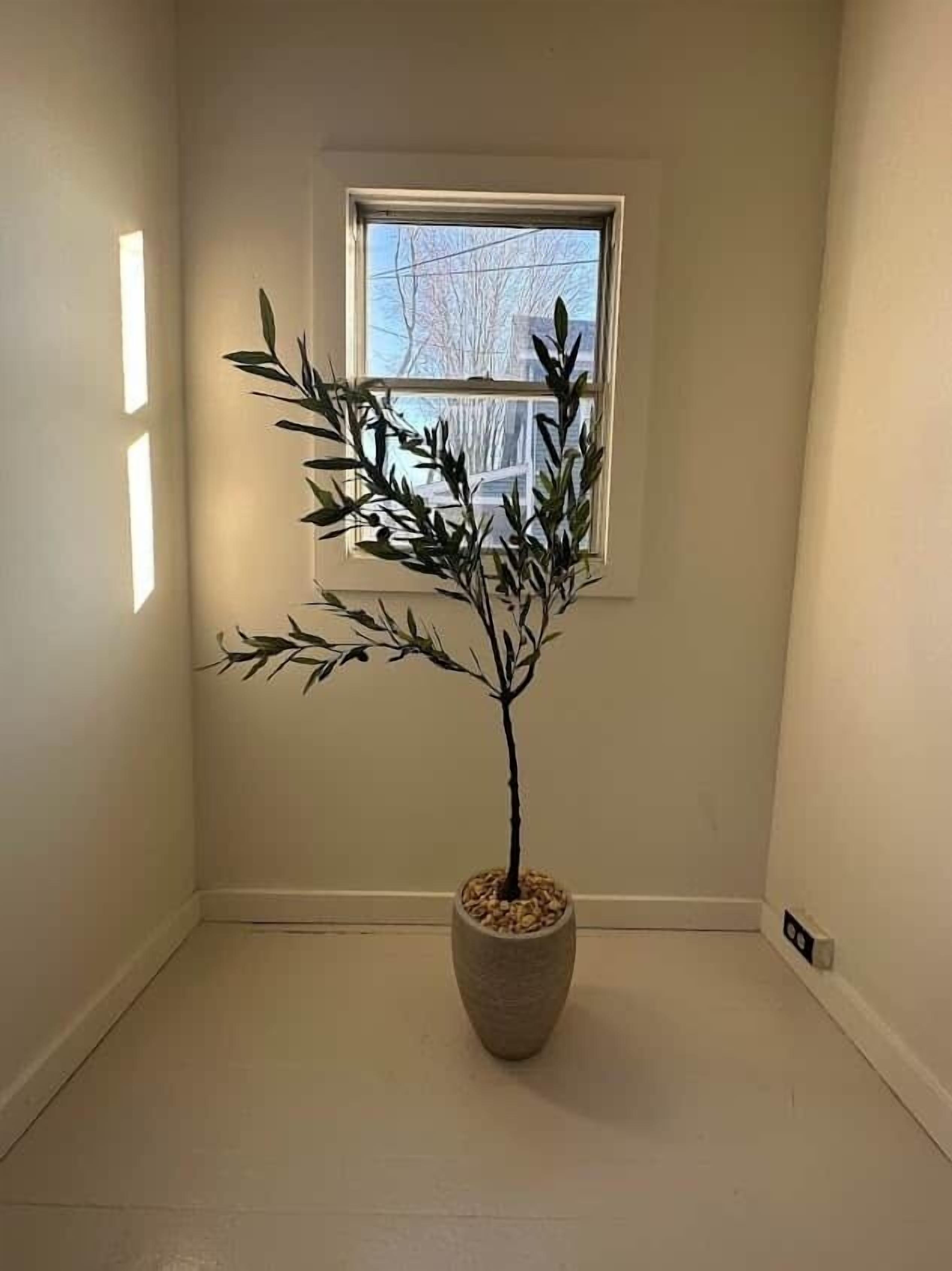 Una planta en maceta en una esquina, con una ventana encima.