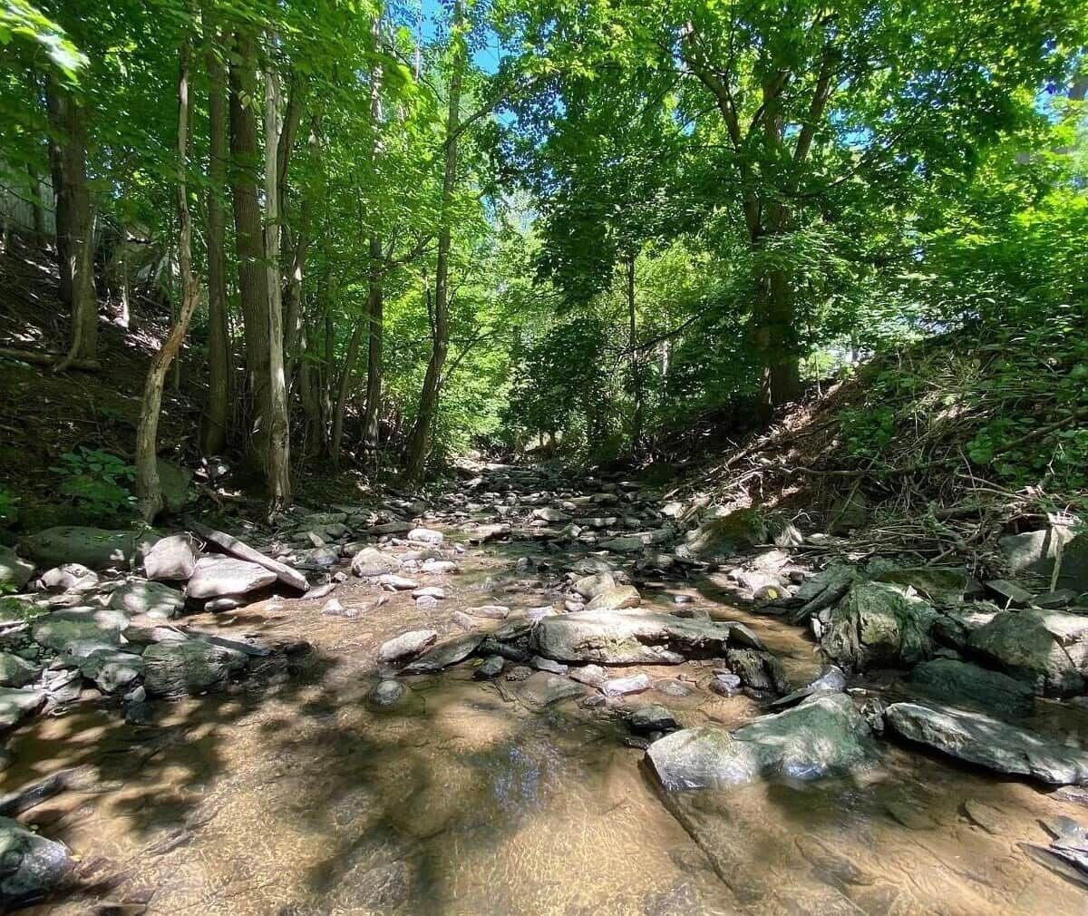 Un ruisseau bordé d’arbres, avec des rochers et des arbres qui l’entourent.