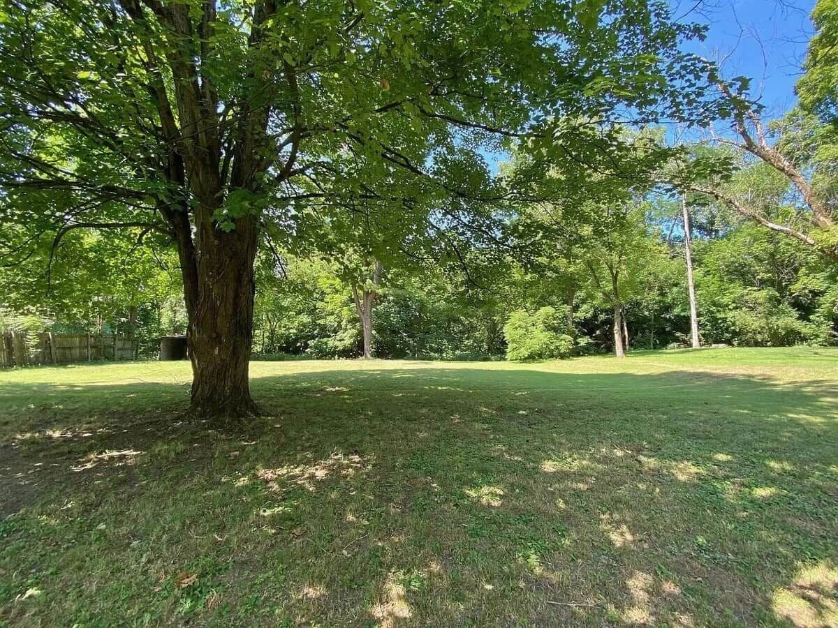 A grassy outdoor area with trees and a clear sky.
