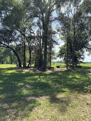 A grassy area with trees and a clear sky.