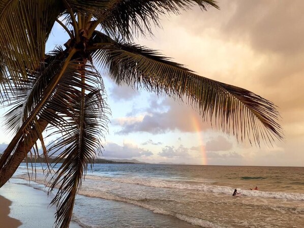 Eine Strandansicht mit Palmen, Meereswellen und einem Regenbogen.