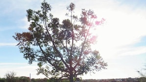 A group of people lying on the ground in a natural setting with trees and vegetation.