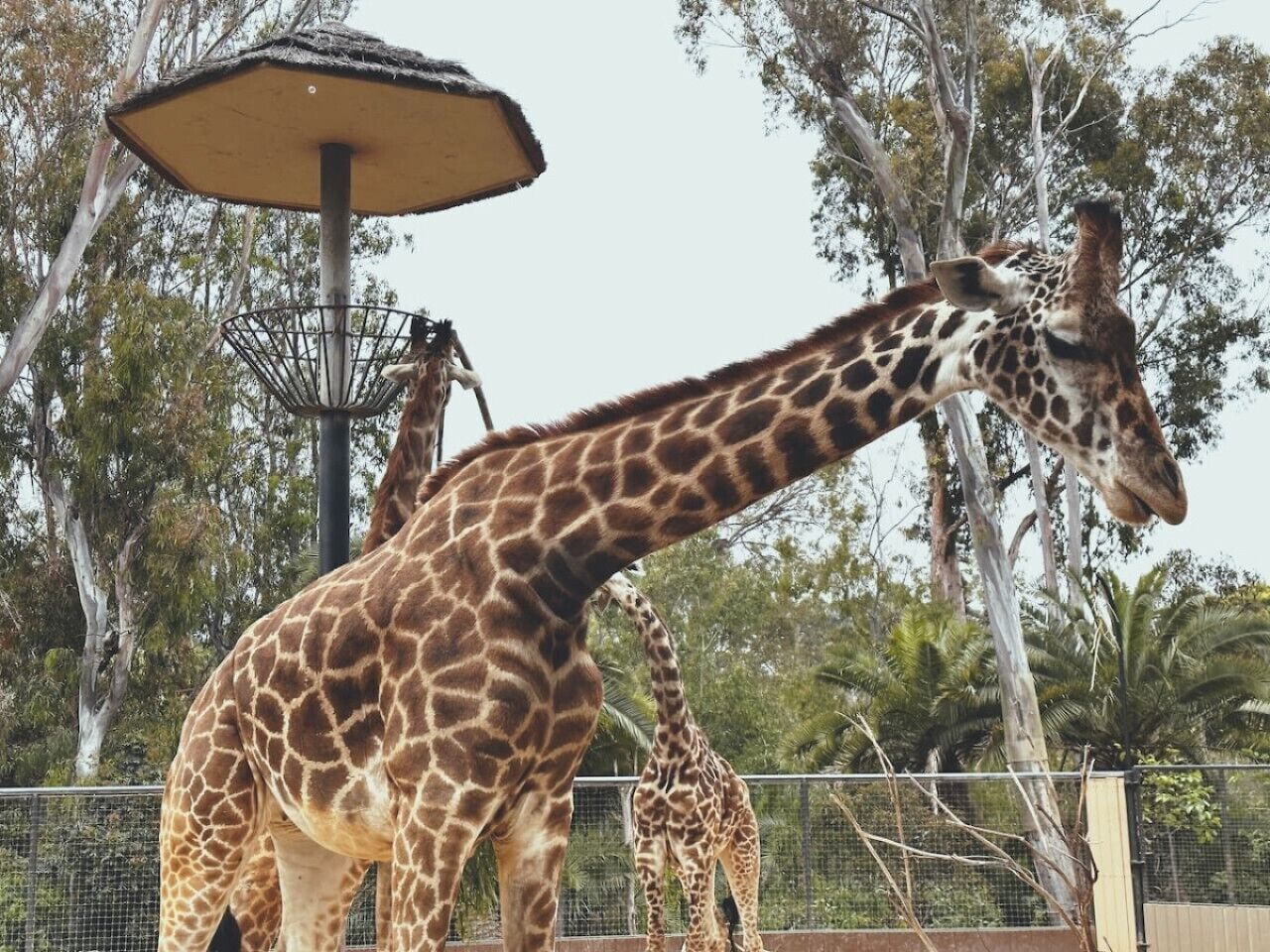 Een girafverblijf met een hek, bomen en een schaduwrijk gebied.
