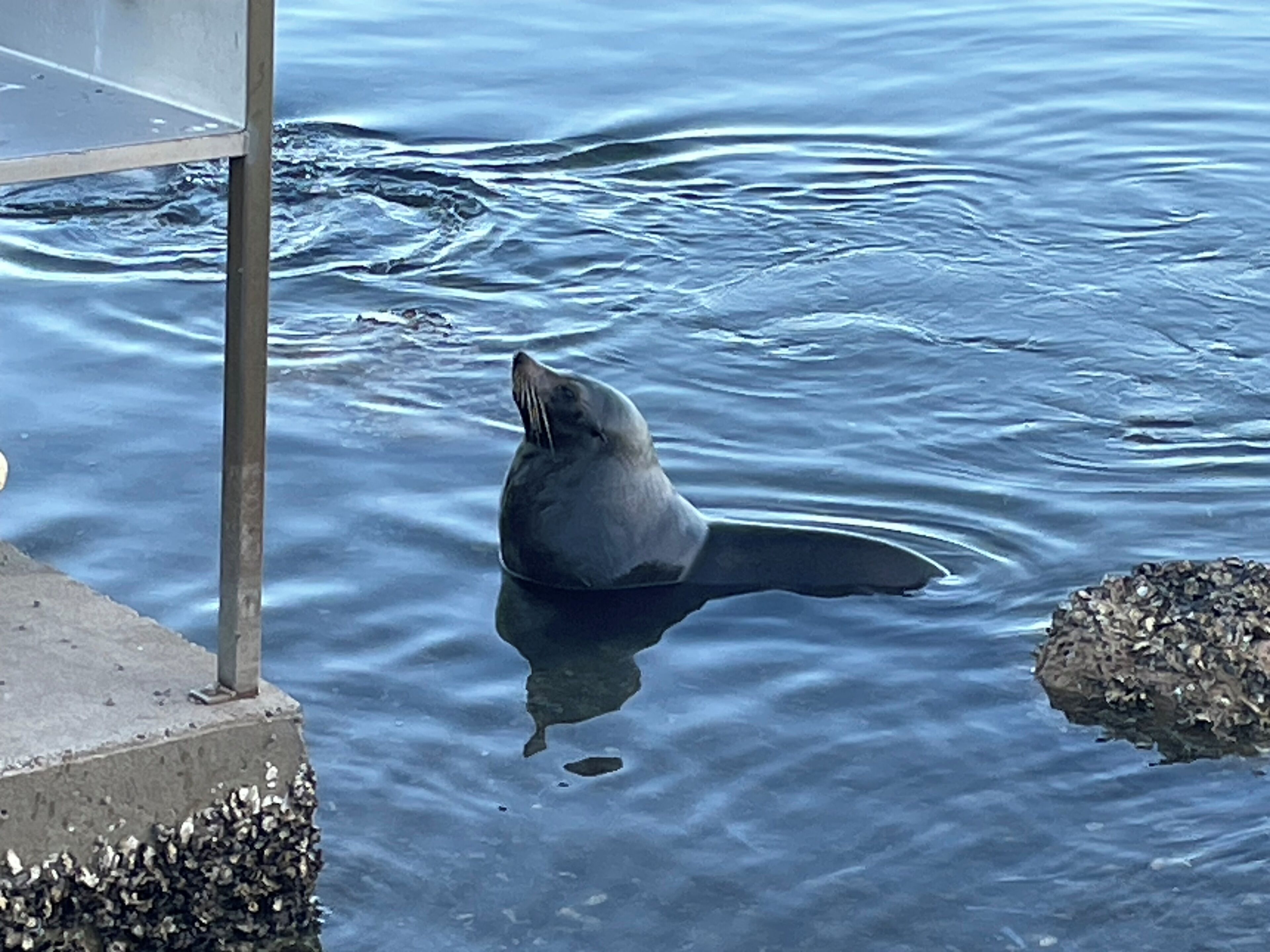 Een zeehond zwemt in het water nabij een betonnen constructie.