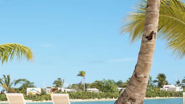 Una palma, una piscina e comode poltrone da spiaggia bianche.
