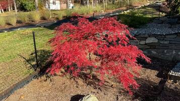 Un arce japonés rojo en un jardín ajardinado, con un muro de piedra y un sendero de grava.