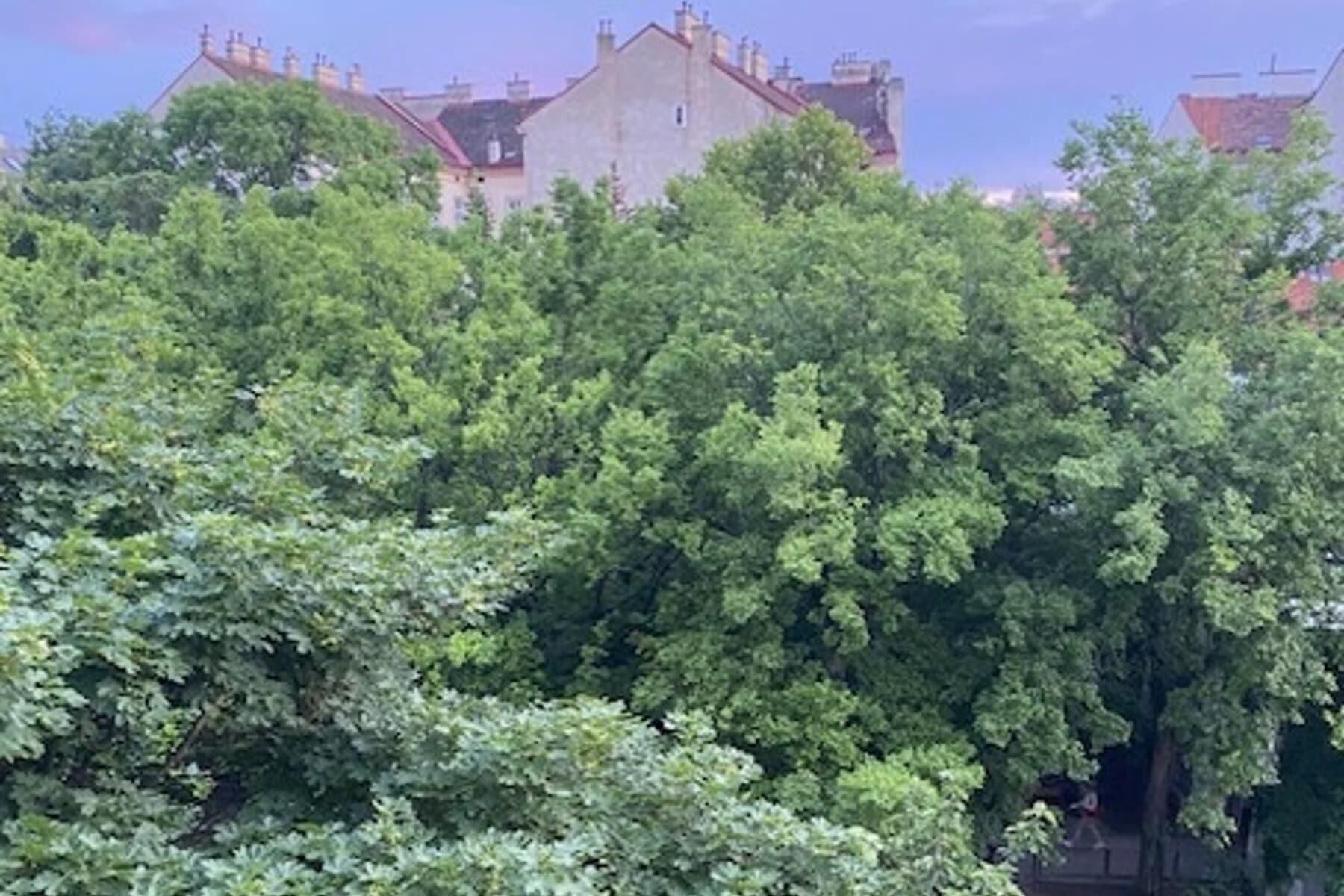 A dense cluster of trees with a building in the background.