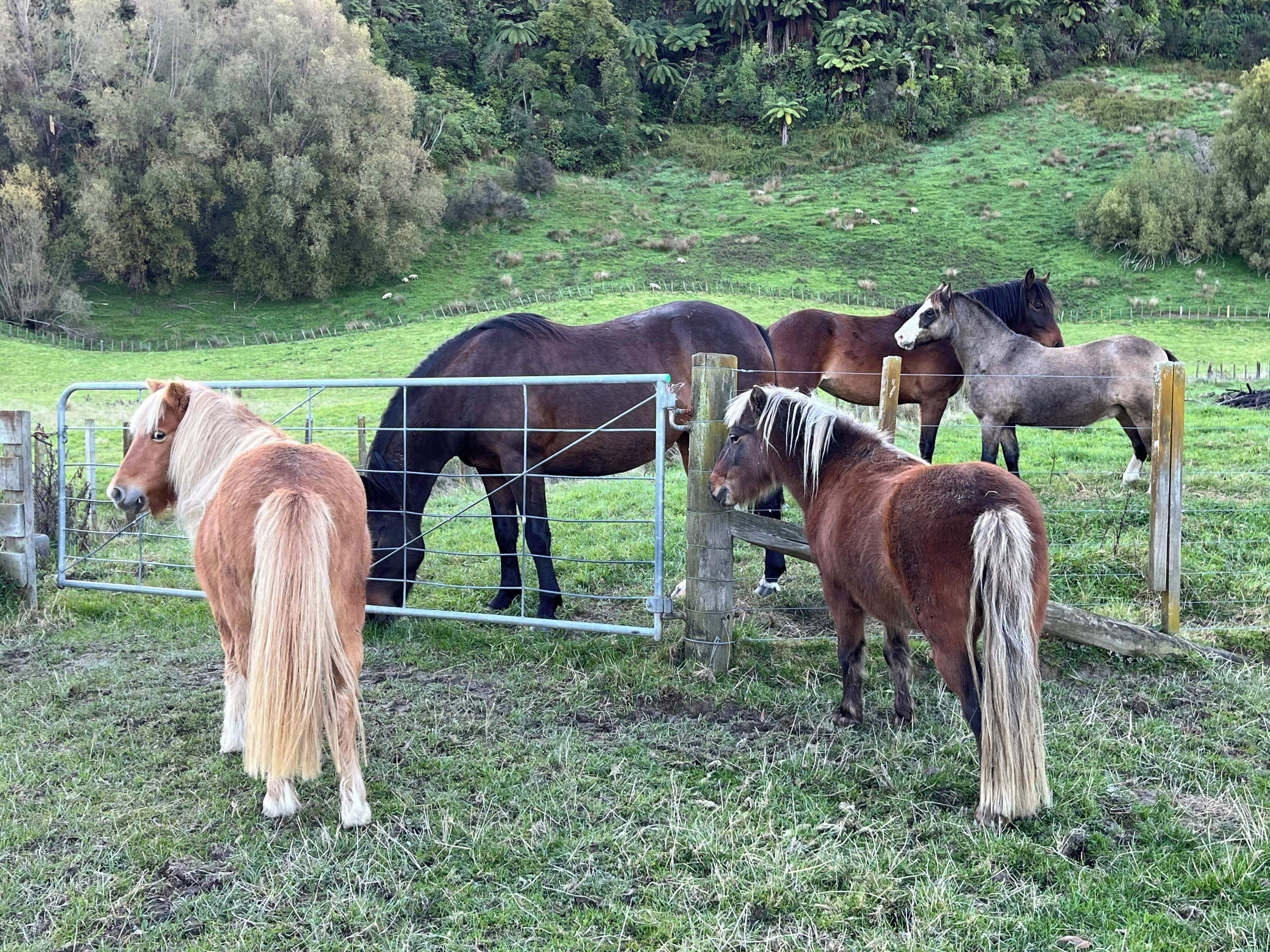 A fenced area with horses grazing, surrounded by greenery and trees.