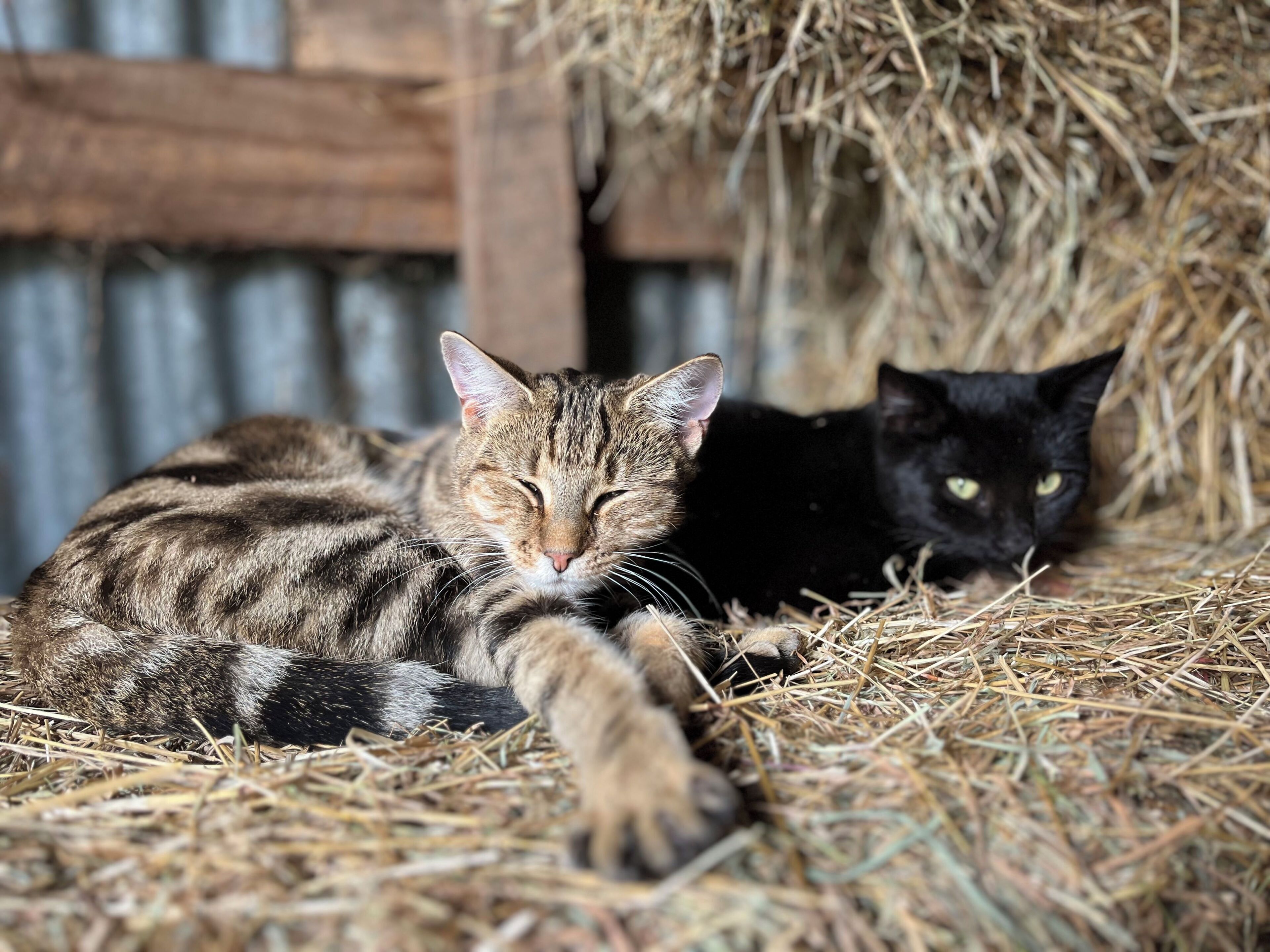 Deux chats se reposent sur un tas de foin dans un décor rustique, avec un mur en métal ondulé en arrière-plan.