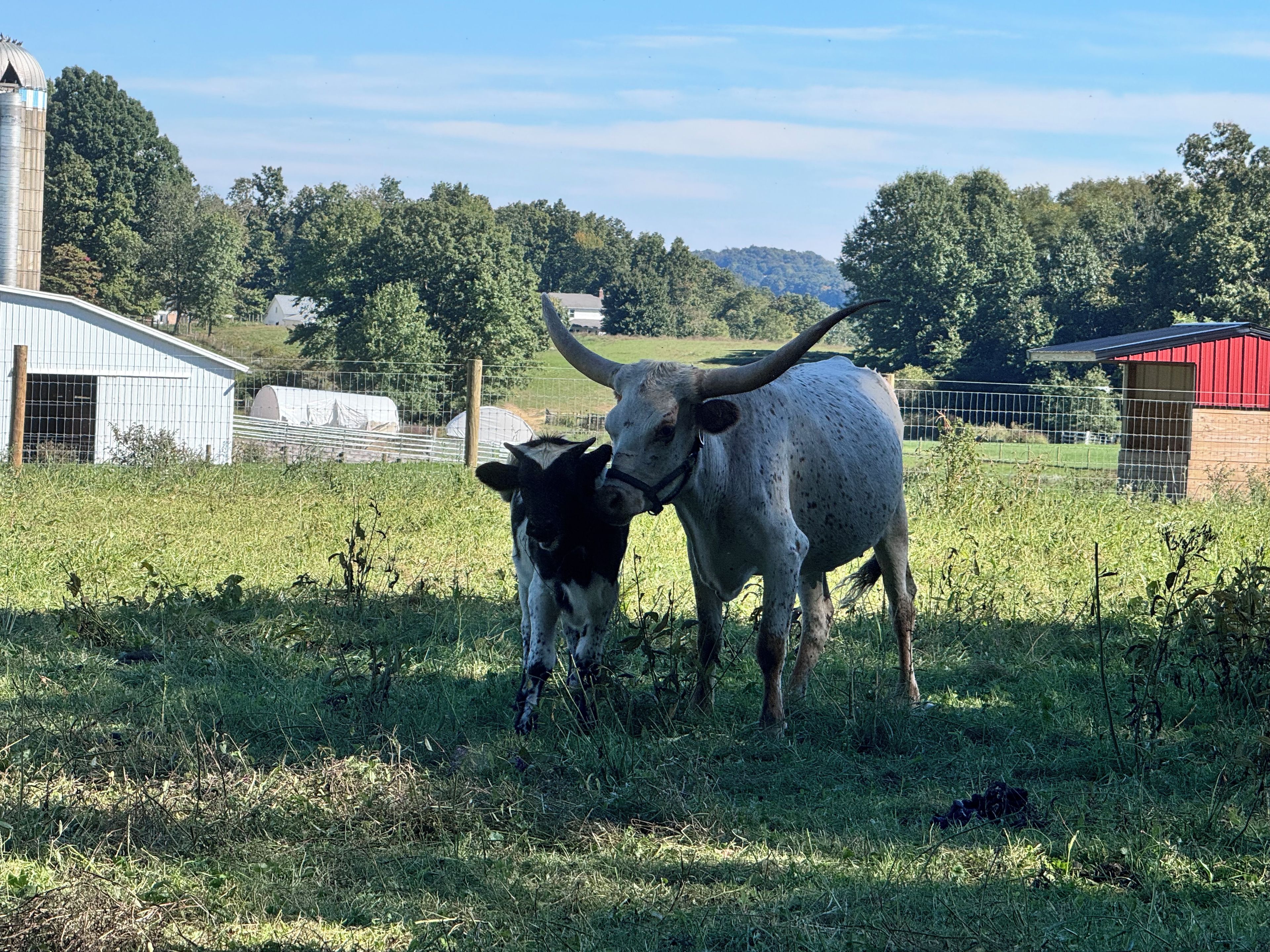 Un paysage rural avec une grange, une tour à grain et un enclos où se trouvent une vache et son veau.