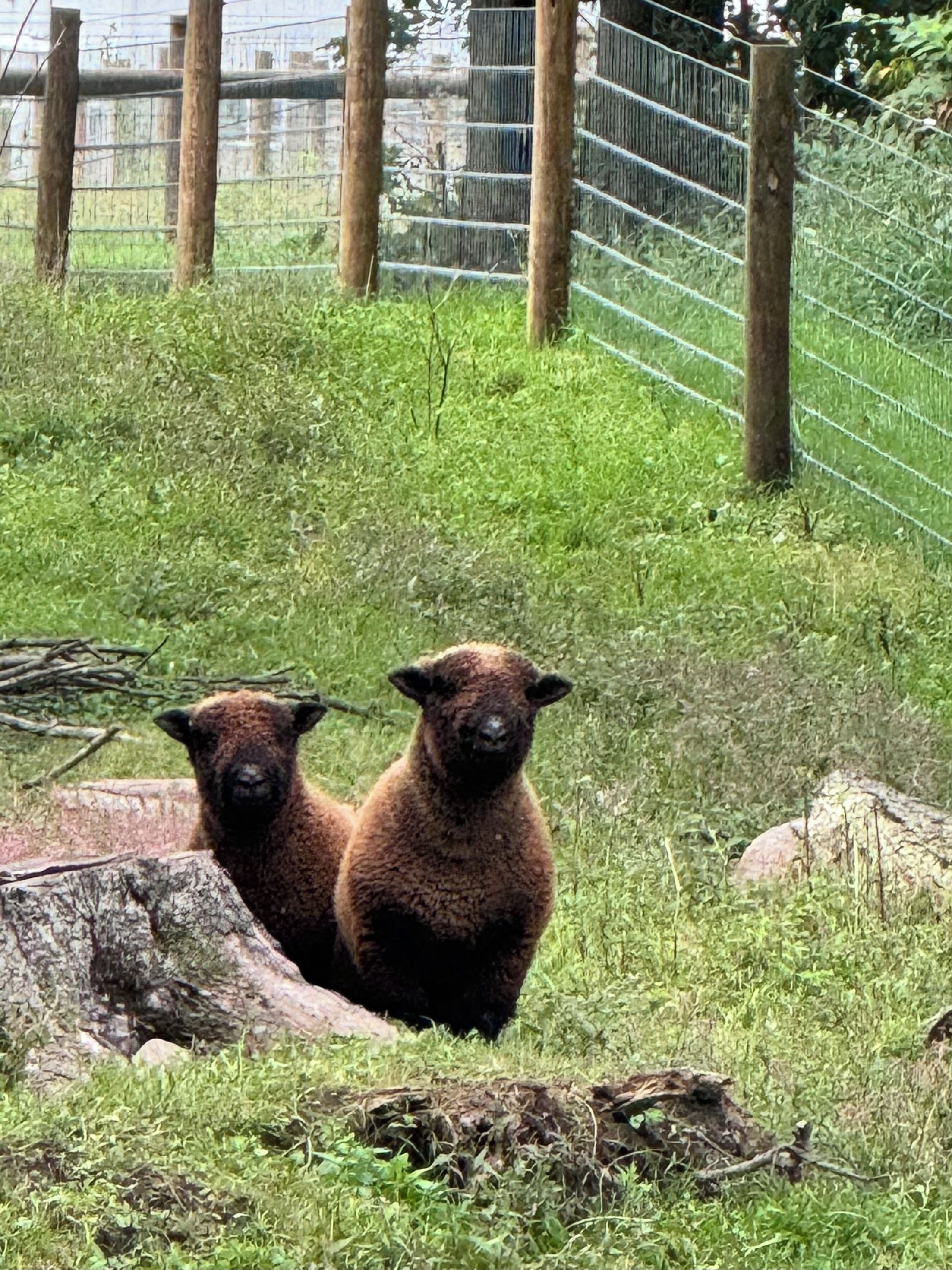 Twee lama's in een omheind verblijf met gras en bomen.