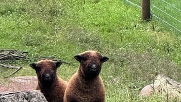 Deux lamas dans un enclos clôturé, avec de l’herbe et des arbres.