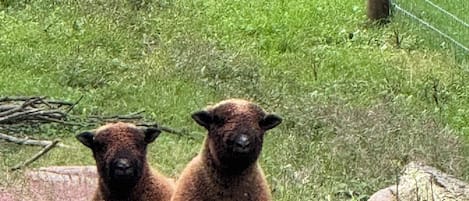 Deux lamas dans un enclos clôturé, avec de l’herbe et des arbres.