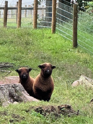 Dos llamas en un recinto cercado con pasto y árboles.