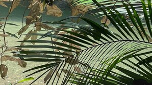A palm leaf in a natural setting with clear water and pebbles.
