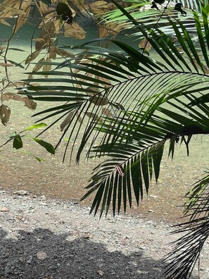 Ein Farnblatt in einer natürlichen Umgebung mit klarem Wasser und Kieselsteinen.