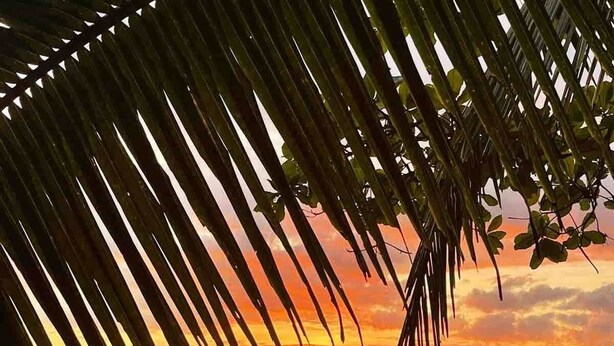 A beach scene with a sunset, palm leaves, and ocean waves.