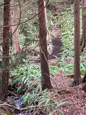 Ein bewaldetes Gebiet mit einer Holztreppe, die nach oben führt.