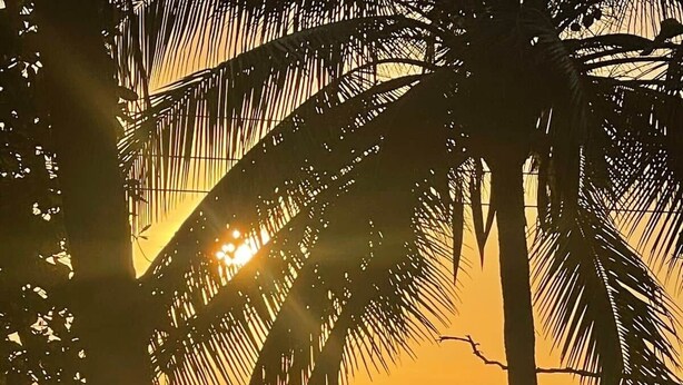 Blick auf einen Sonnenuntergang mit Palmen und dem Meer.