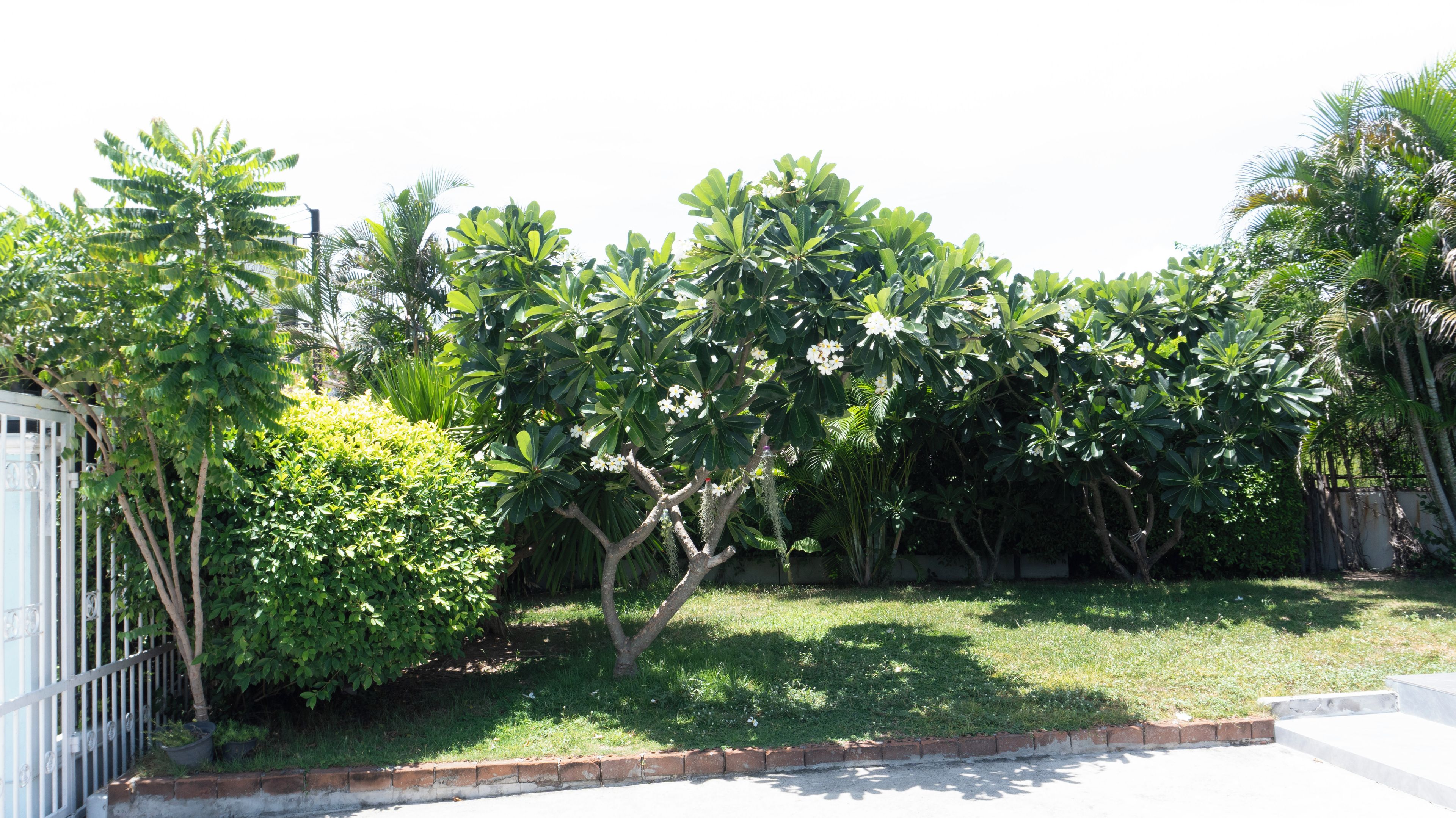 A well-maintained garden with various trees and shrubs, a paved walkway, and a white fence.