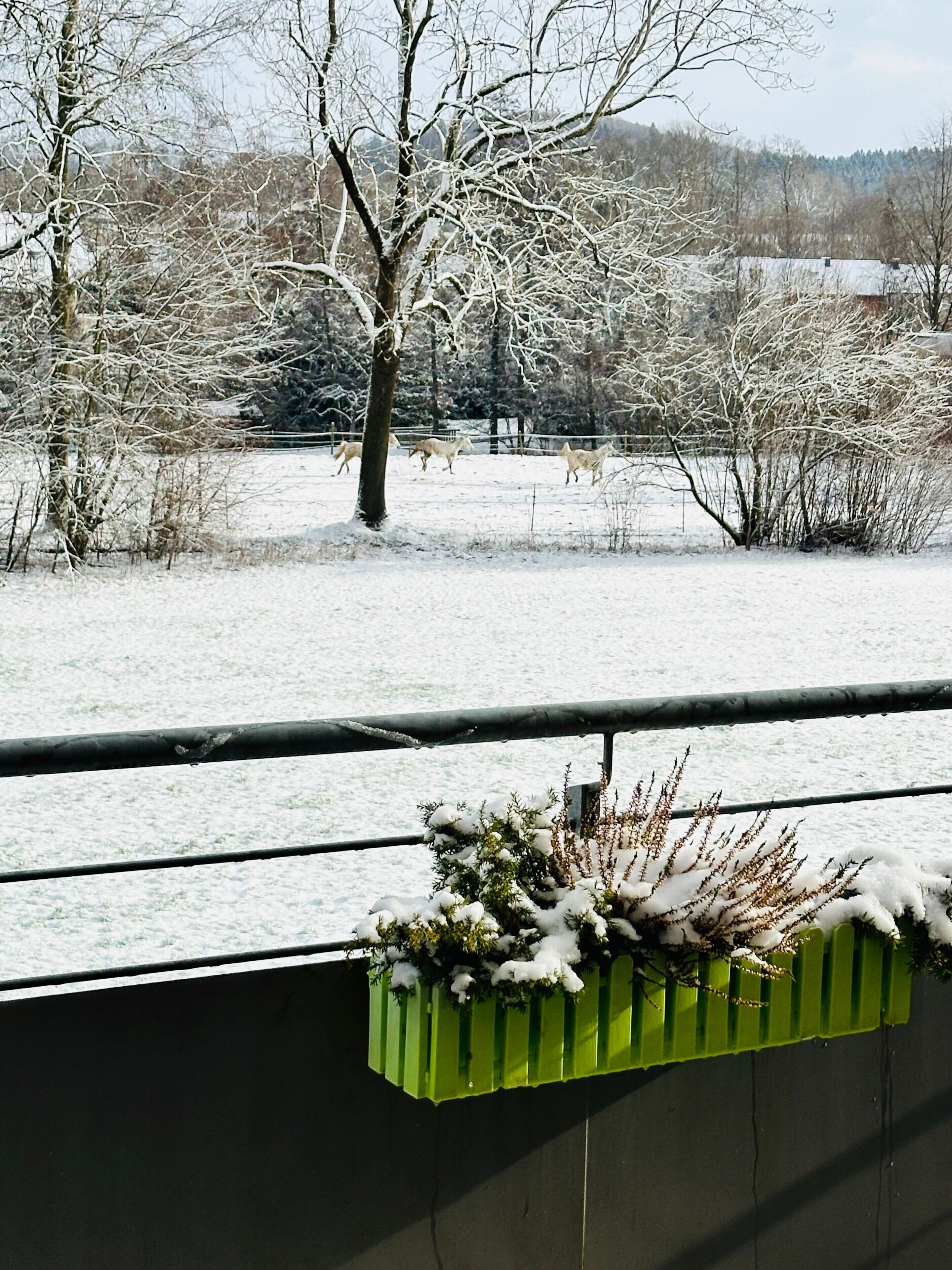 A snowy landscape with bare trees and a green planter box with plants.