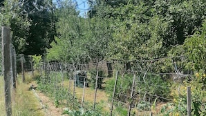 A garden with various plants and a wire fence. - Family home on the edge of the forest (Salles)