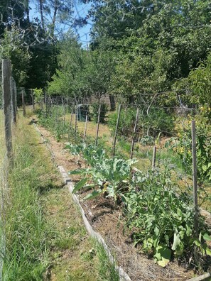 A garden with various plants and a wire fence. - Family home on the edge of the forest (Salles)