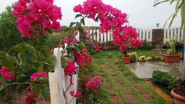 A garden with bougainvillea plants, a white picket fence, and a variety of potted plants. - White Sand Retreat (Guhagar)