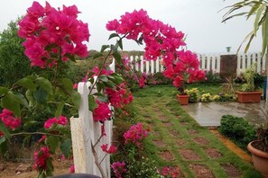A garden with bougainvillea plants, a white picket fence, and a variety of potted plants.