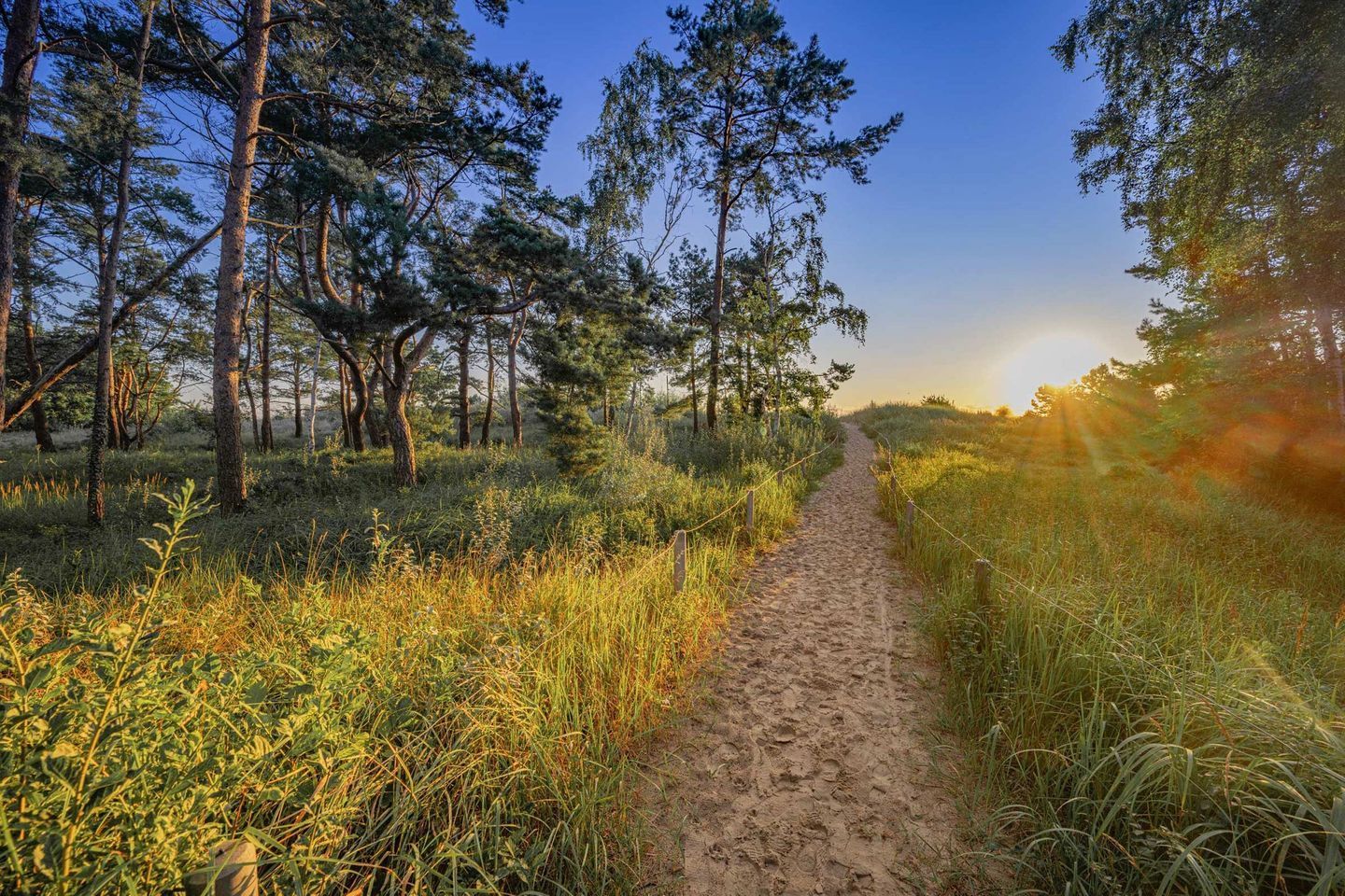 Ein schmaler Feldweg führt durch einen Wald mit hohen Bäumen, durch den die Sonne scheint.