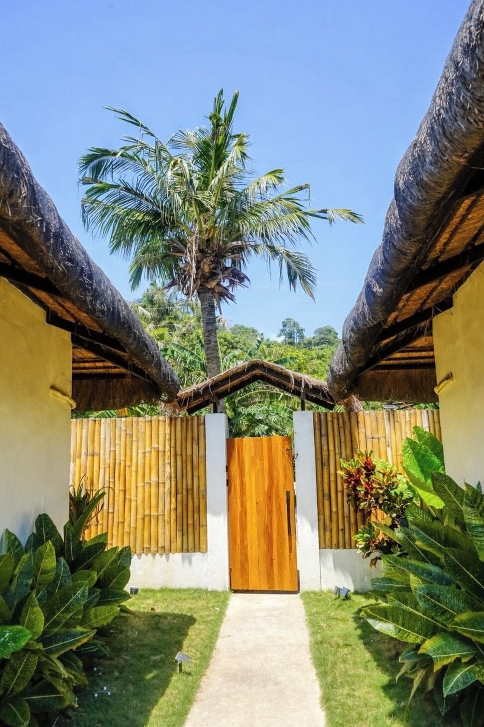 A pathway leading to a wooden gate with a bamboo fence, surrounded by lush greenery and a tall palm tree.