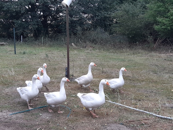 A group of geese in a grassy outdoor area with a utility pole and some trees in the background.