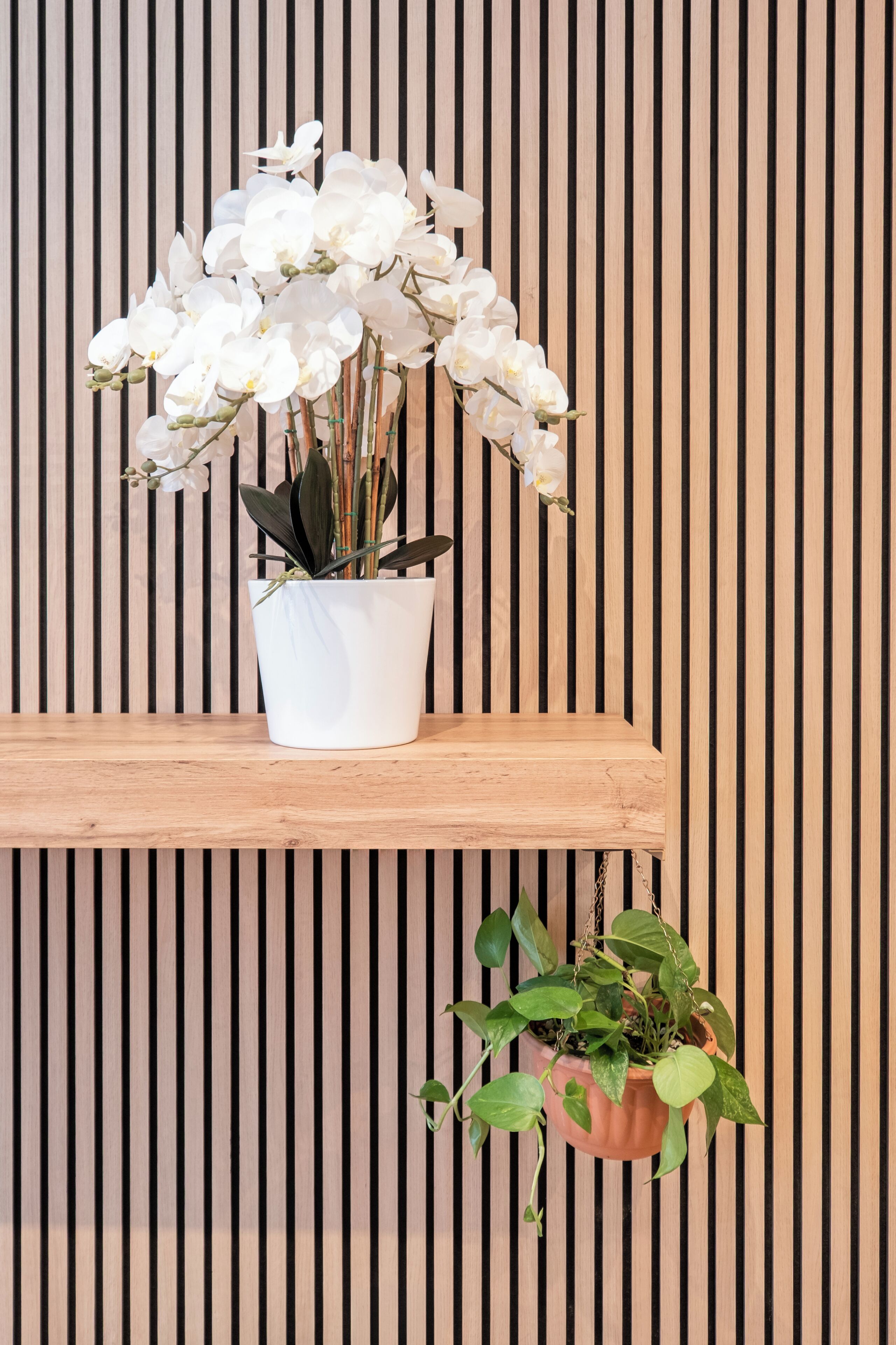 A white orchid plant in a white pot on a wooden shelf against a striped wall.