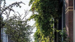 Een stoeprand met geparkeerde fietsen en bomen, met gebouwen aan één kant.