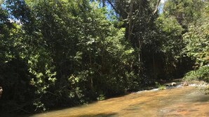 A clear stream with visible rocks and dense forest in the background.
