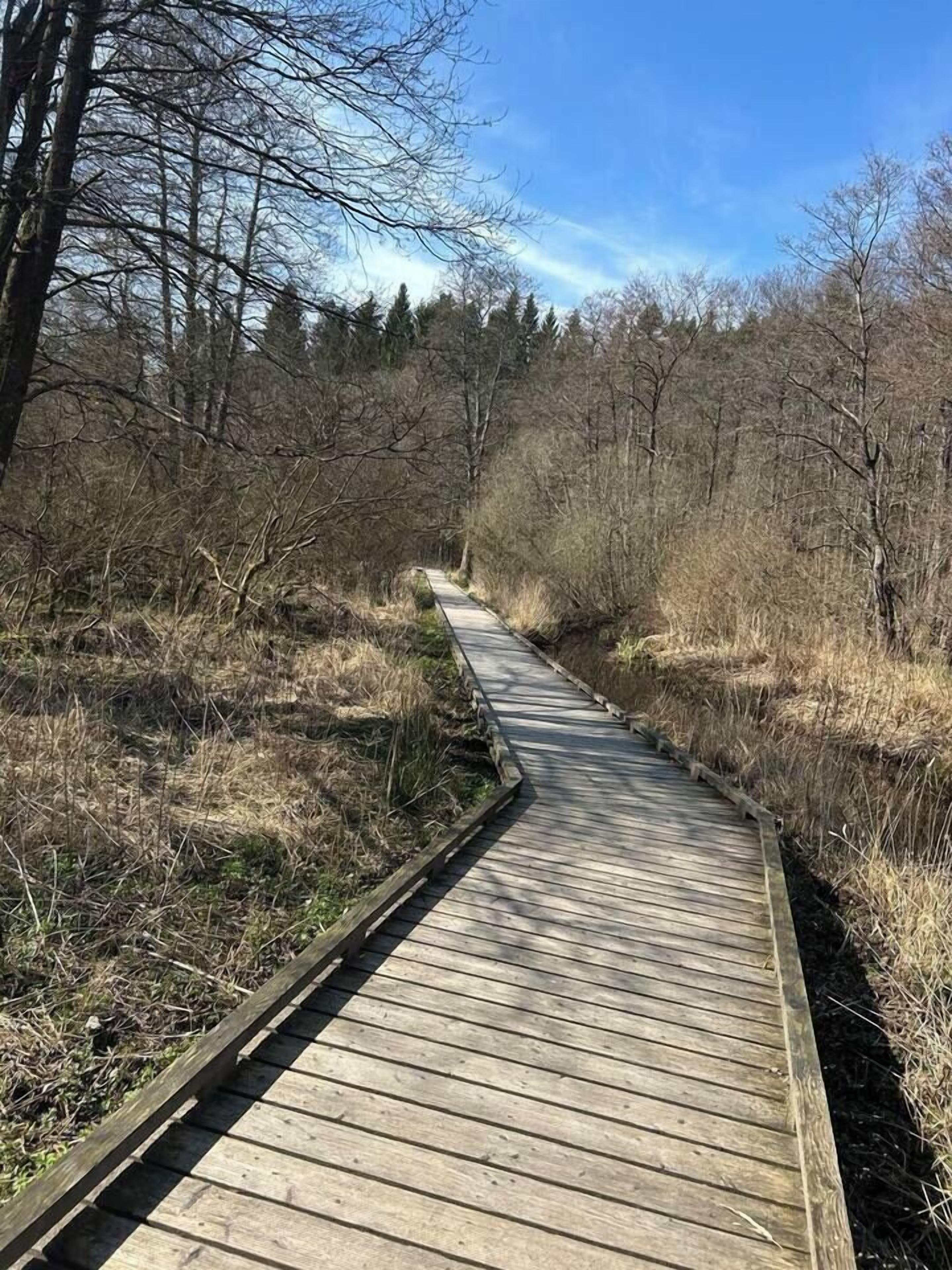 En träpromenad som går genom ett skogsområde.