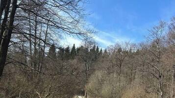 En träpromenad som går genom ett skogsområde.