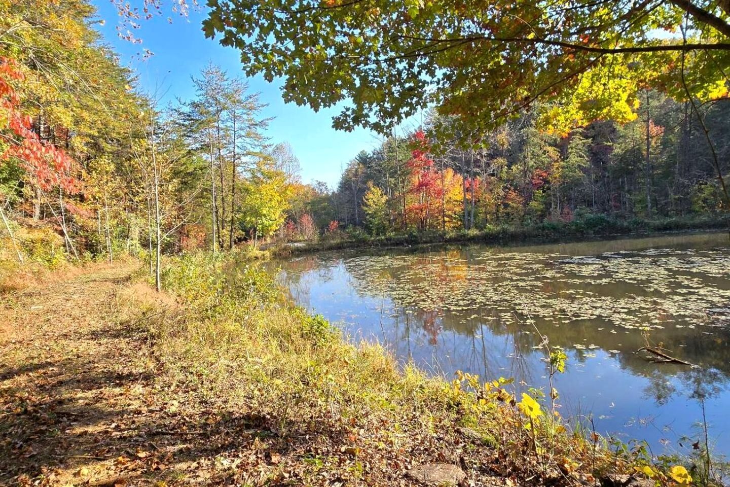 A natural landscape with a river, trees, and a clear sky.