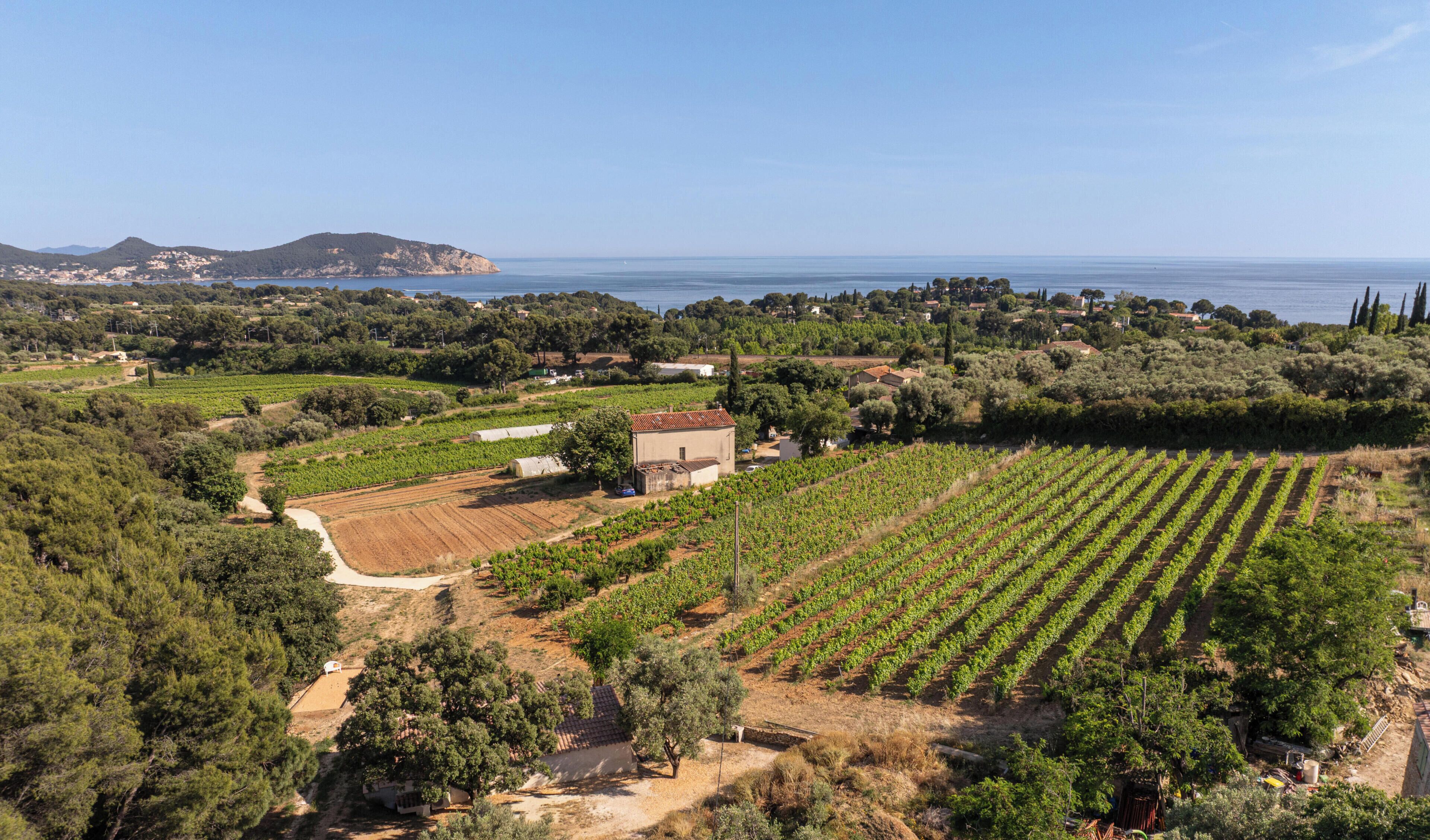 A vineyard with rows of grapevines, a small building, and a coastal landscape in the background.