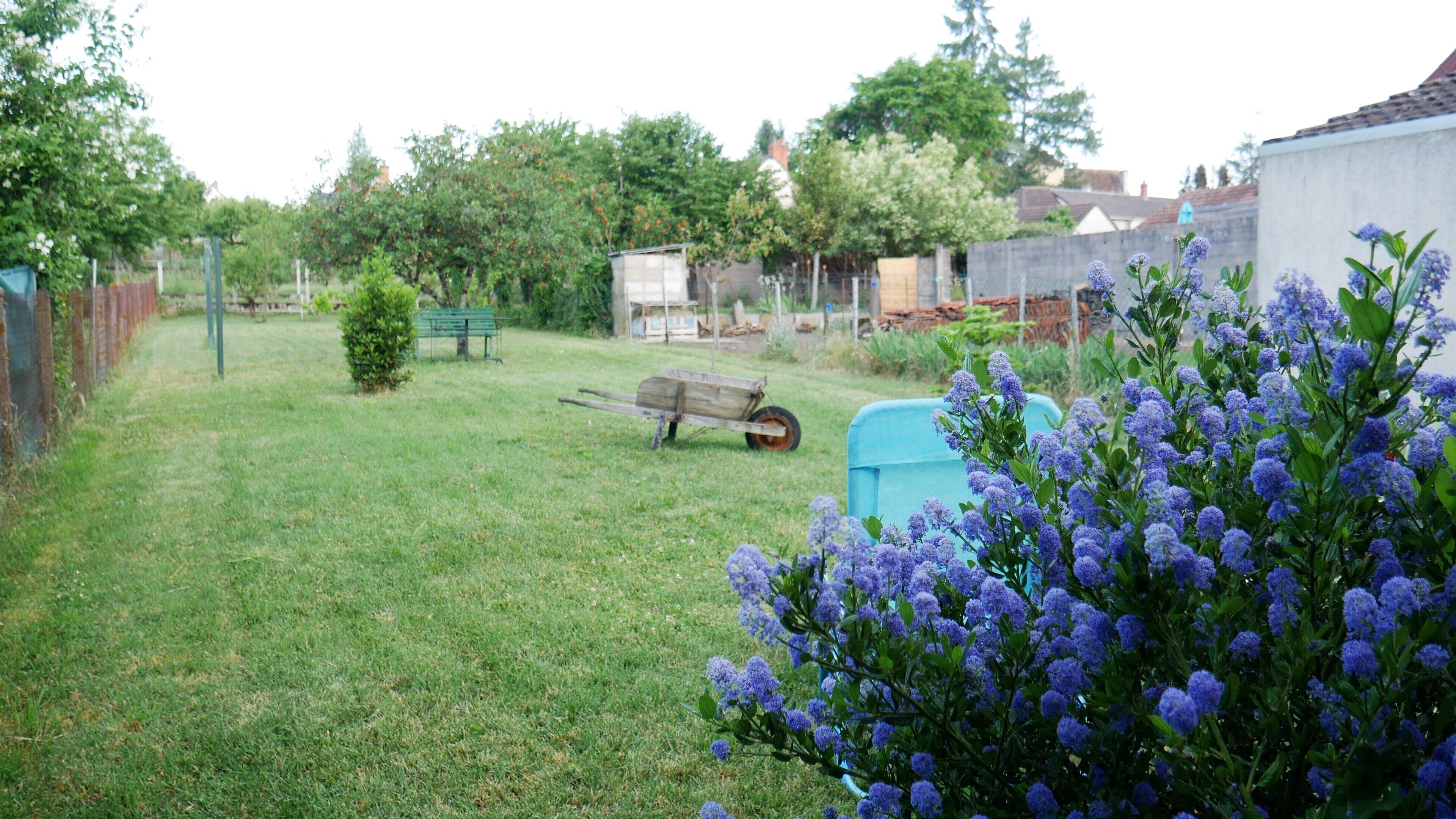 Une cour arrière verdoyante avec une brouette en bois, un banc vert et un arbuste aux fleurs violettes.