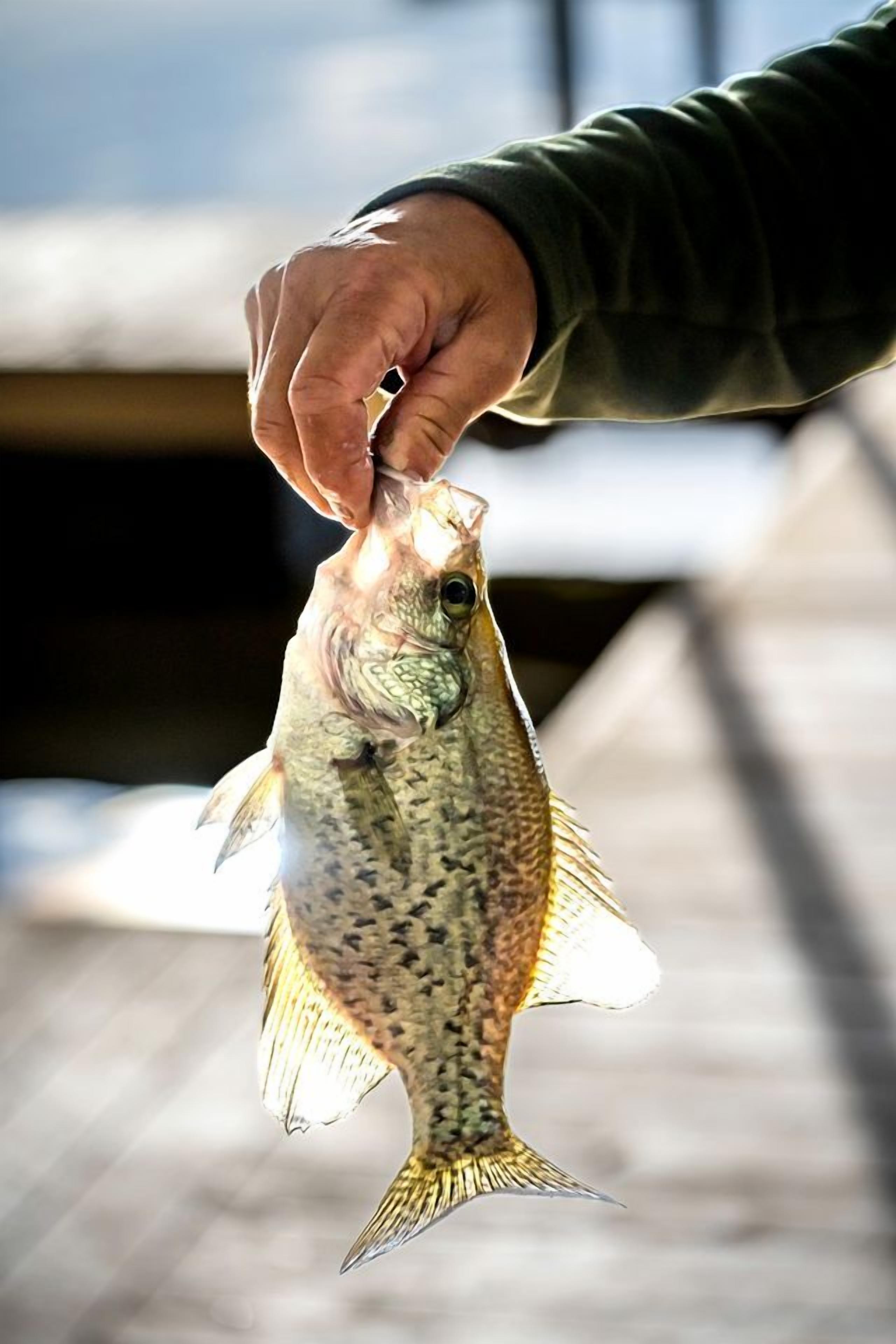 Eine Hand, die einen Fisch hält.