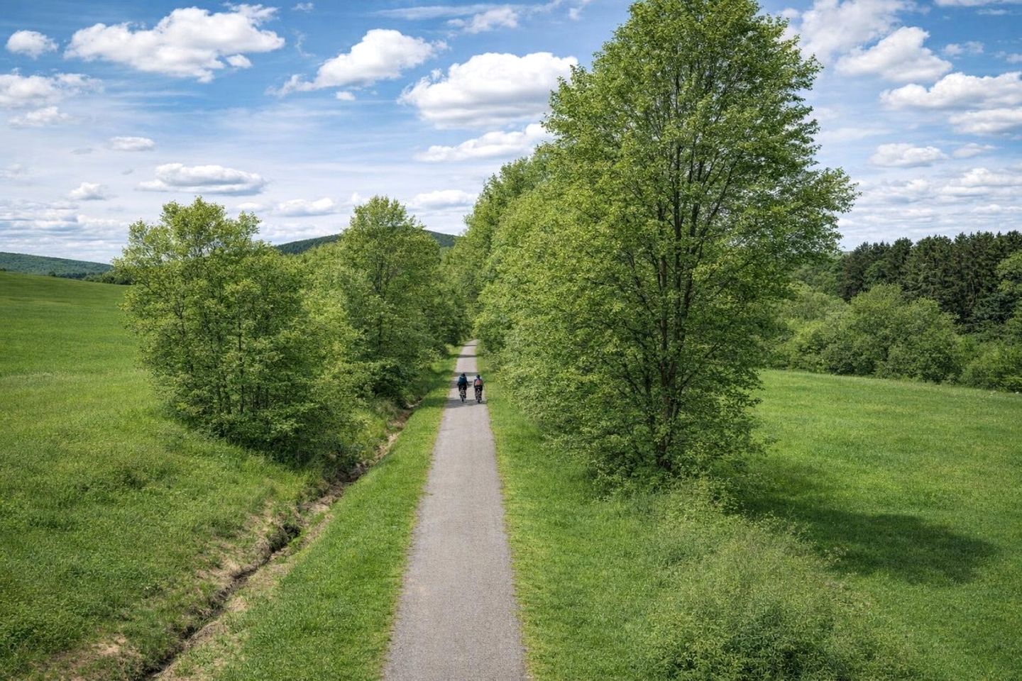 Een pad omzoomd door bomen dat leidt naar een groep mensen in de verte.