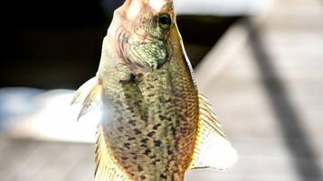 A hand holding a fish.